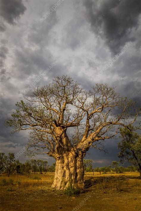 Boab Tree Adansonia Gregorii Australia Stock Image C0388209