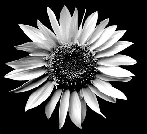 ❤ get the best sunflower wallpaper desktop on wallpaperset. 'sunflower Portrait' by Liza Dey | White sunflowers, Sunflower wallpaper, Black and white