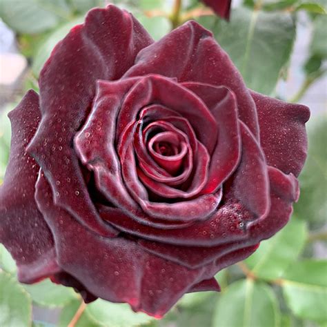 Black Baccara Rose Quality Roses Direct From Grower