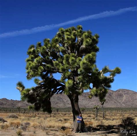 Largest Joshua Tree Ive Seen Flickr