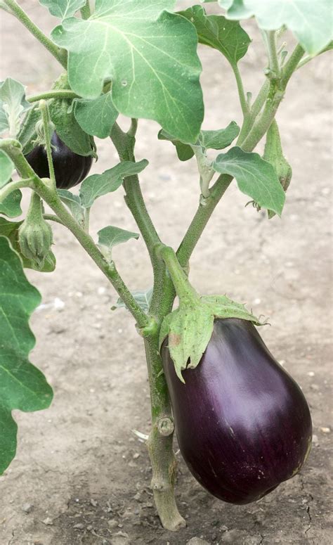 How To Prune An Eggplants The Ins And Outs Of Eggplant Pruning