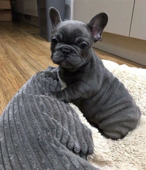 Miniature akc sable/blue/tan french bulldog puppy boy kane. Female Blue French Bulldog Puppy For Sale | in Sheffield ...