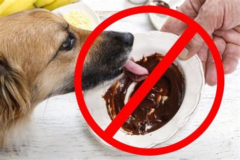 See more of just food for dogs on facebook. 10 Toxic Foods that You Should Not Give to Your Dog | Top ...