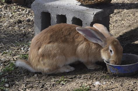Pros and cons of pet rabbits. Life Spans of Different Rabbit Breeds You Must Know
