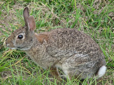 Rabbit Symbolism; A message - Spirit Animal Totems
