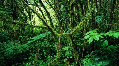 The tropical rainforest is located in four main regions or realms. Costa Rica rainforest wallpaper | 1920x1080 | 219891 ...