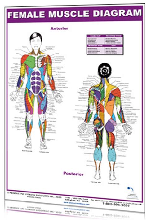 Muscle Diagram Female Body Names Muscle Diagram Of The Female Body With