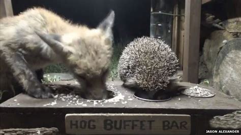 Fox And Hedgehog Captured Eating Together On Webcam Bbc News