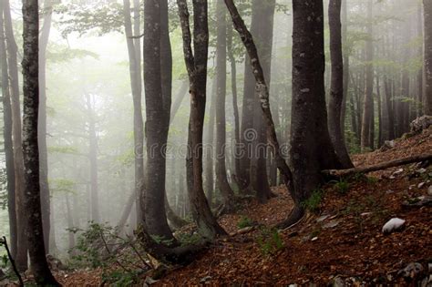 Alberi Con Le Grandi Radici In Una Foresta Misteriosa Terrificante