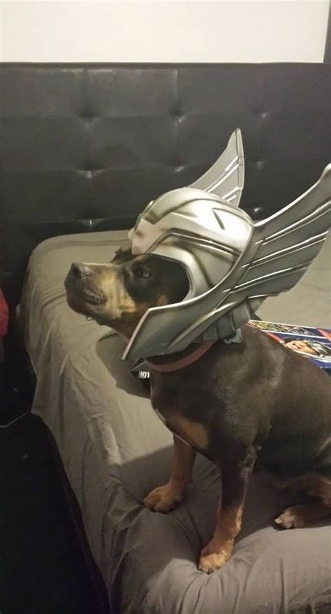 Loki Im The King Now You Will Obey Me Pet Costumes Pets Animal
