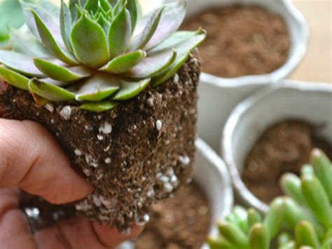 The Best Soil Mix For Succulents World Of Succulents