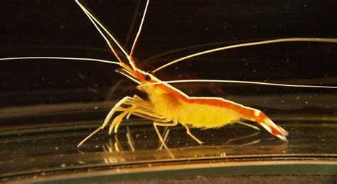 Cleaner Shrimp Have A Calculating Murderous Sex Life Ars Technica