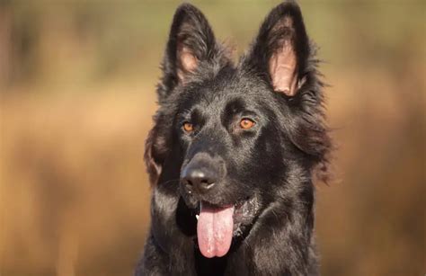 All Black German Shepherd Puppies For Sale Ontario German Shepherd