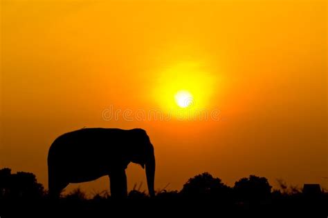 Silhouettes Elephant And Pagoda Wiith Sunset Scene Stock Image Image