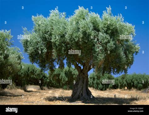 Agriculture Very Old Olive Tree In Front Of A Commercial Olive Grove