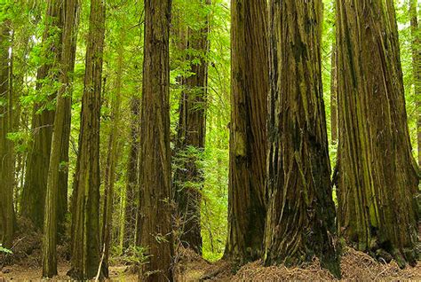 The Worlds Largest Tree Comes To Europe As First Redwood Forest