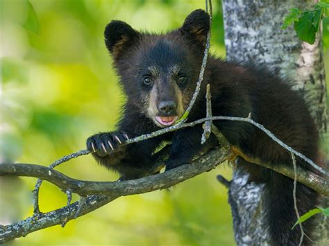 Bears Brown Trunk Tree Branches Animals Bear Cub Baby Cute