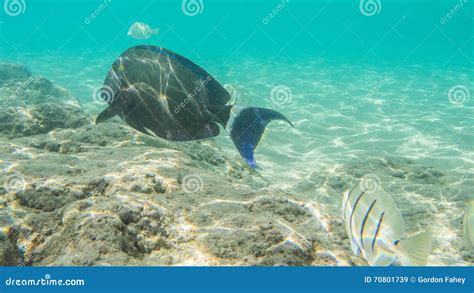 Snorkeling With Tropical Fish Stock Image Image Of Plentiful Hawaii
