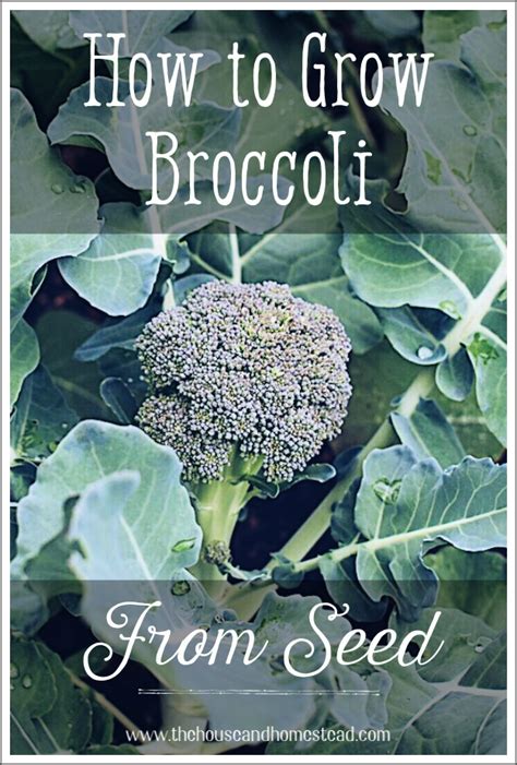 Learn How To Grow Broccoli From Seed With These Step By Step