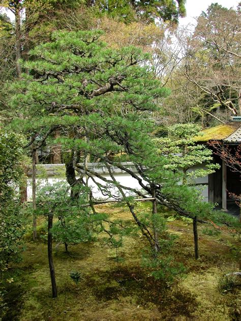 Robert Ketchells Blog Pruning And The Japanese Garden