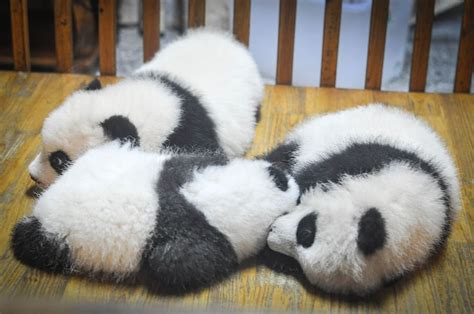 Tres Cachorros De Panda Blanco Y Negro Mesa Pandas Osos Panda