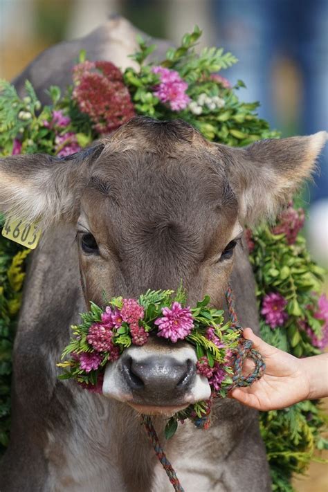 Thehaust Ainawgsd Cows With Flower Crowns I Have Found