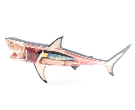 4d Vision Great White Shark Anatomy Model Nz