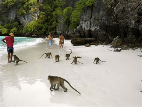 Phi Phi Island Monkey Beach Choose A Place For Relax Viajes A