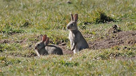 Wild rabbits are a serious mammalian pest and invasive species in australia causing millions of dollars of damage to crops. New strain of calicivirus confirmed in Victoria | Stock ...