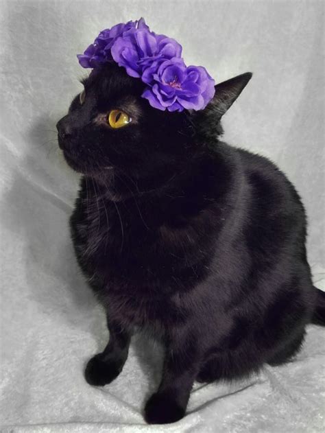 Cat Wearing Flower Crown Tumblr