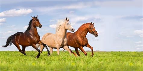 Group Of Horse Run Stock Photo Image Of Field Active 58889712