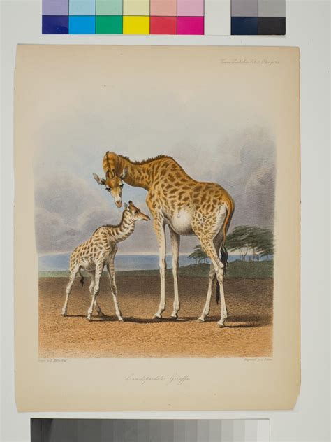 Digital Collections Amnh Camelopardis Giraffe Plate 28