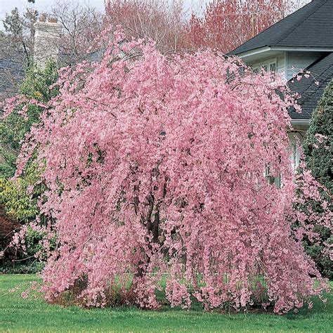 Willow Tree Pink Flowers 19 Species Of Weeping Trees Its Wood Is Flexible Which Makes It A