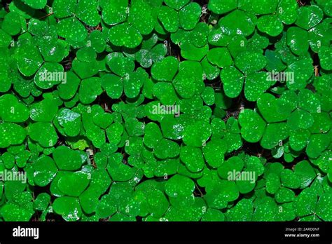 Wet Leaves Of Clover With Water Drops After Rain Natural Summer Or Spring Background Bright