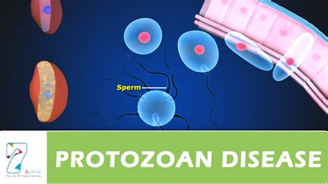 Protozoan Disease Part 02 Youtube