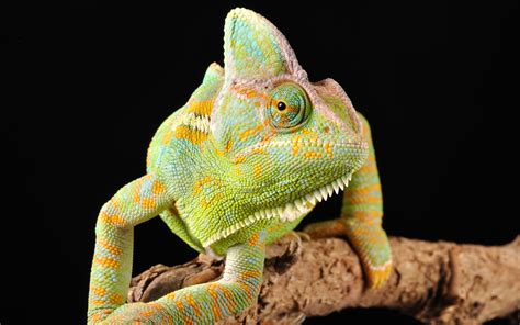 Animal Chameleon Hd Wallpaper