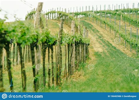 Vineyard Landscape Farming Travel And Gardening Concept Stock Photo