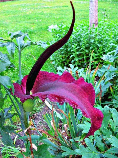 The pollinators then get to sip on the flowers' sweet nectar it smells like — you guessed it — a stinking, rotting corpse. Florist Bucket List; The Corpse Flower | Florist with Flowers