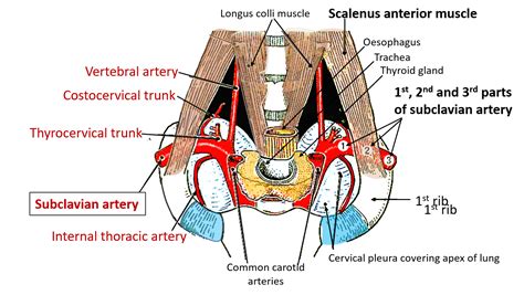 Subclavian Artery Origin Branches And Relations Anatomy Qa