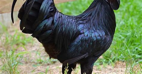 Big Black Cock Uncensored Album On Imgur
