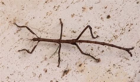 Stick Insects As Pets A Complete Care Guide