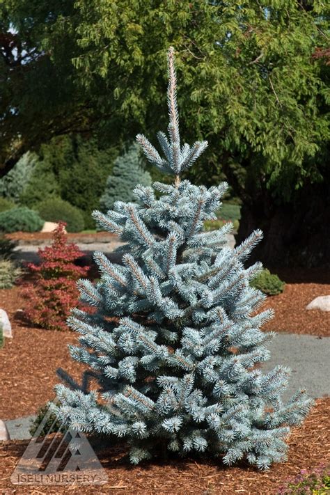 Spruce Colorado Hoopsi Blue