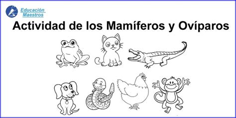 Actividades De Animales Mamíferos Y Ovíparos Recortar Y Pegar