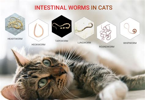 Types Of Intestinal Worms