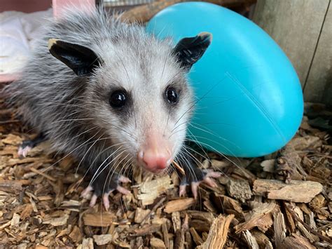 Meet Hubble A Rescued 4 Month Old Virginia Opossum Cmzoo