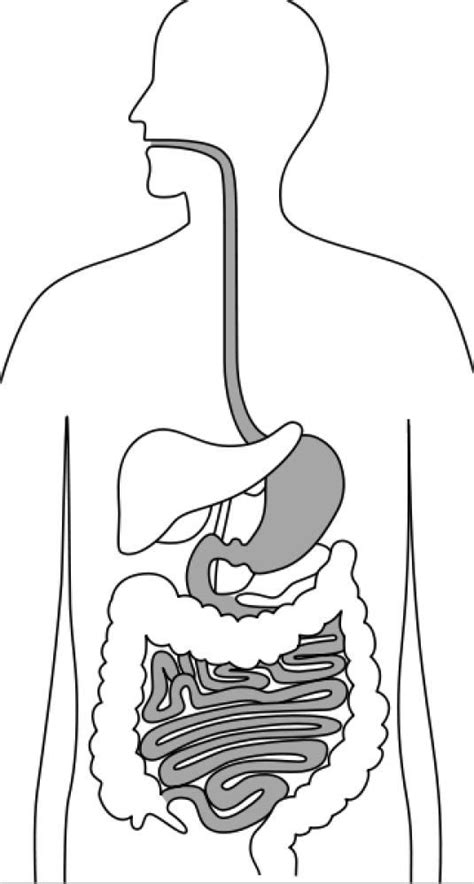 10 Digestion Dibujo