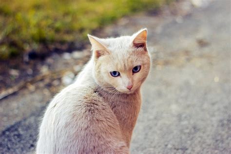 Cute Red Cat Sitting On The Road Wallpapers And Images