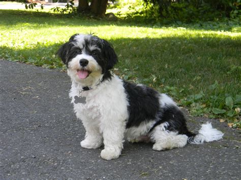 Havanese Breed Guide Learn About The Havanese
