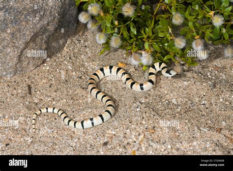 Western Shovel Nosed Snake Chionactis Occipitalis Anza Borrego Desert