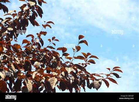 Red Leaf And Blue Sky Beautiful Background Stock Photo Alamy